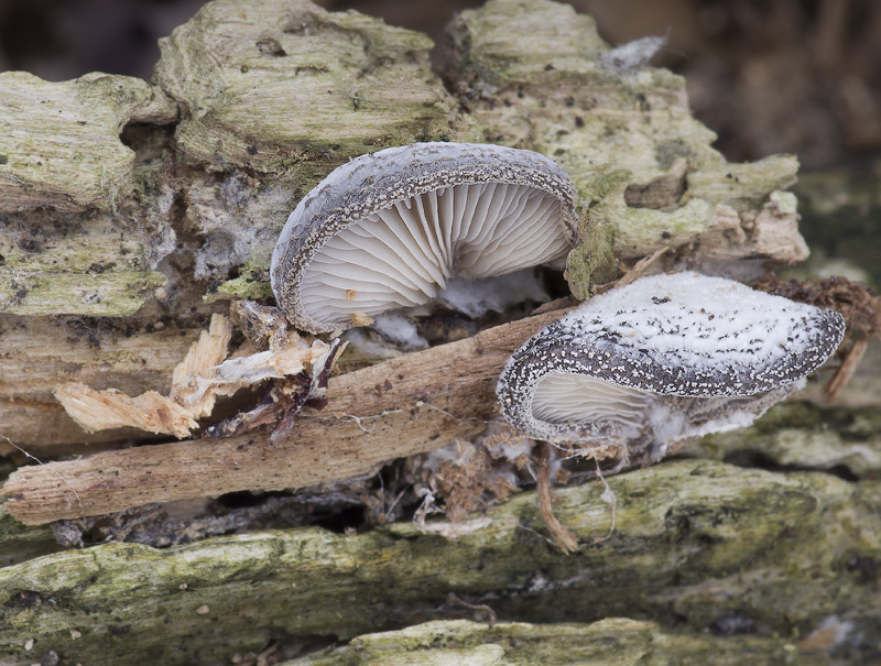 Hohenbuehelia mastrucata